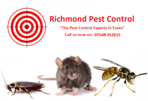 visit this pest control service